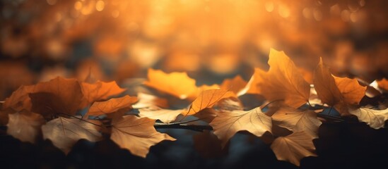 Beautiful autumn leaves on blurred background