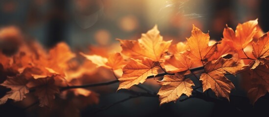 Beautiful autumn leaves on blurred background
