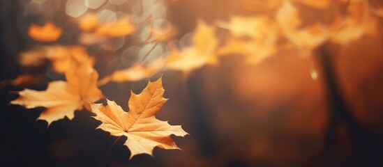 Beautiful autumn leaves on blurred background