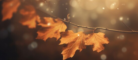 Beautiful autumn leaves on blurred background