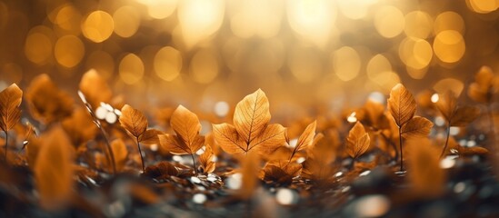 Beautiful autumn leaves on blurred background