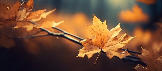Beautiful autumn leaves on blurred background