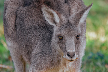 Eastern Grey Kangaroo (Macropus giganteus) © Andrew