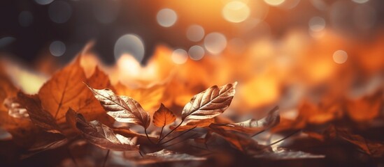 Beautiful autumn leaves on blurred background