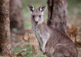 Eastern Grey Kangaroo (Macropus giganteus) © Andrew