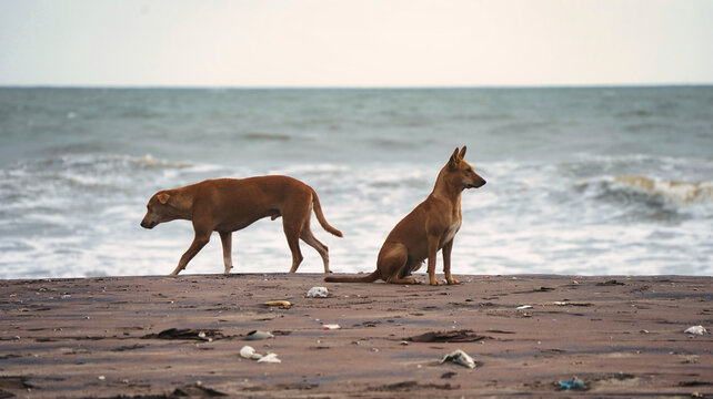 Street dogs at Beypore beach