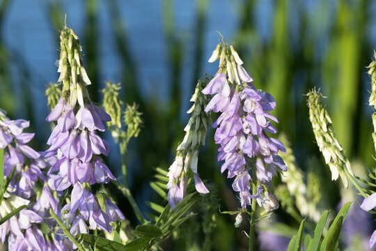 Goats Rue Galega Officinalis