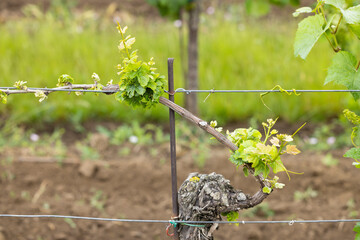 vine disease called esca in vineyard