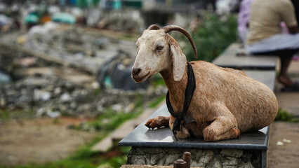 Goat on the side of the street in Beypore, Kerala