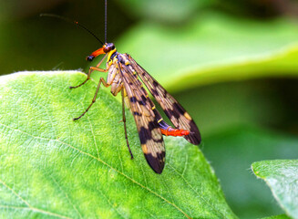 The macro of common scorpionfly ,Panorpa communis, on leaf