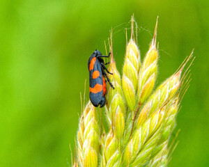 black and red  froghopper image