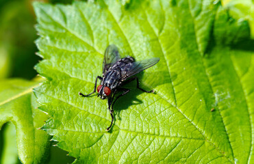 image of fly on green leaf