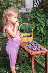 little cheerful girl in purple clothes eating tasty plum from the harvested plums in the basket on...