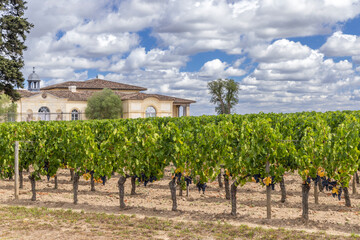 Fototapeta na wymiar Typical vineyards near Chateau Petrus, Pomerol, Aquitaine, France