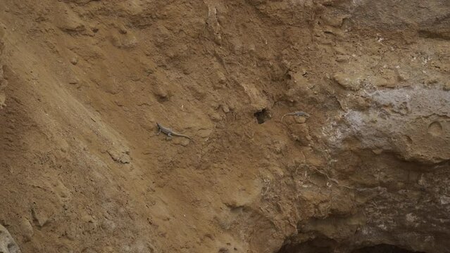 two lizards crawling over a rock surface of the paracas national reserve along the coastline of the pacific ocean in Peru, South America.