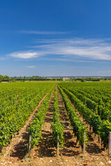 Fototapeta na wymiar Typical vineyards near Clos de Vougeot, Cote de Nuits, Burgundy, France