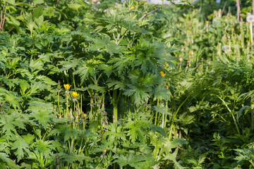 Young motherwort among the other plants in spring sunny morning