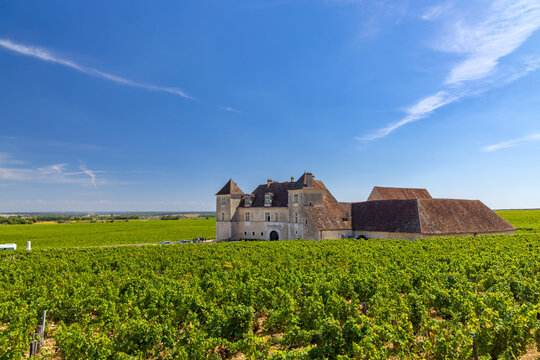 Typical vineyards near Clos de Vougeot, Cote de Nuits, Burgundy, France