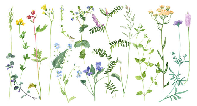 Hand painted watercolor meadow herbs and flowers collection. PNG floral border isolated on transparent background. Botanical painting in vintage style