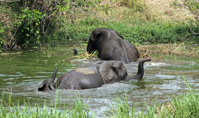 Fototapeta premium parent and baby