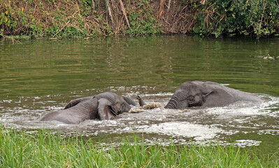 elephants in the river