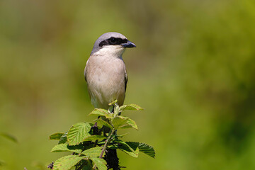 Female Red-backed Shrike (Lanius collurio) perched on a tree