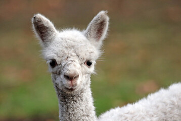 From jungle kings to tiny critters, explore breathtaking photos of animals in all their glory