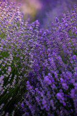 Blooming Lavender Flowers in a Provence Field Under Sunset light in France. Soft Focused Purple Lavender Flowers with Copy space. Summer Scene Background.