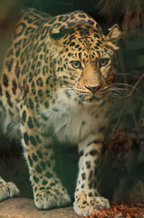 Obraz premium A gallery of nature’s finest: adorable, fierce, and fascinating animals from around the globe.