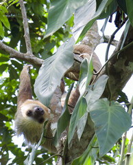 Fototapeta premium Costa Rican Sloth