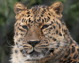 Obraz premium A gallery of nature’s finest: adorable, fierce, and fascinating animals from around the globe.