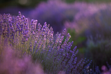 Blooming Lavender Flowers in a Provence Field Under Sunset light in France. Soft Focused Purple Lavender Flowers with Copy space. Summer Scene Background.