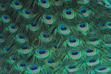 beautiful bright peacock feathers close-up