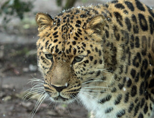 Obraz premium A gallery of nature’s finest: adorable, fierce, and fascinating animals from around the globe.