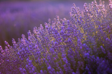 Blooming Lavender Flowers in a Provence Field Under Sunset light in France. Soft Focused Purple Lavender Flowers with Copy space. Summer Scene Background.