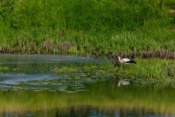 Flora And Fauna Of Reservoirs And Meadows