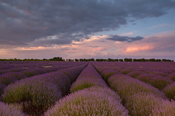 Fototapeta na wymiar Blooming Lavender Flowers in a Provence Field Under Sunset light in France. Soft Focused Purple Lavender Flowers with Copy space. Summer Scene Background.