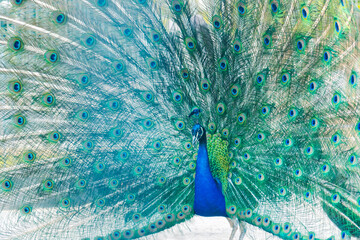 Obraz premium beautiful peacock fluffed his tail