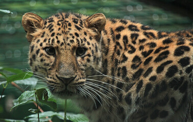 Obraz premium A gallery of nature’s finest: adorable, fierce, and fascinating animals from around the globe.