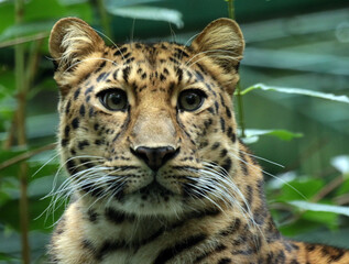 Fototapeta premium A gallery of nature’s finest: adorable, fierce, and fascinating animals from around the globe.
