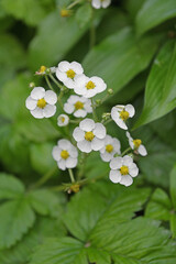 Musk strawberry or hautbois strawberry (Fragaria moschata),  species of strawberry native to Europe. Flowers