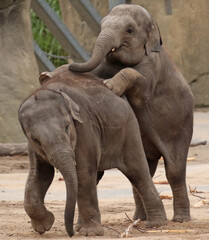 Naklejka premium A gallery of nature’s finest: adorable, fierce, and fascinating animals from around the globe.