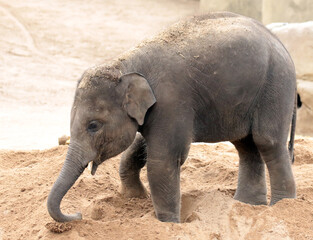 A gallery of nature&rsquo;s finest: adorable, fierce, and fascinating animals from around the globe.