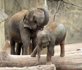 Naklejka premium A gallery of nature’s finest: adorable, fierce, and fascinating animals from around the globe.
