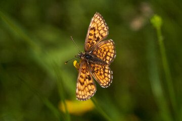 Small butterfly on a flower