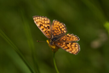 Small butterfly on a flower