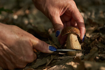 Cep mushroom in the forest