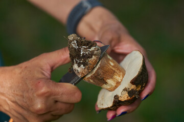 Woman picking cep mushrooms