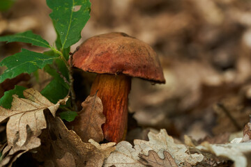 Devil's bolete toxic mushroom in the forest