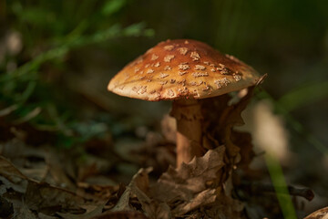 Panther cap toxic mushroom on forest floor